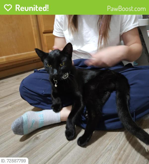 Reunited Male Cat last seen Border St and Woodside RD NE, Kitsap County, WA 98346
