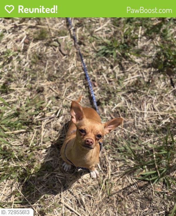 Reunited Female Dog last seen Minnehaha Off Leash Dog Park, Minneapolis, MN 55417, USA, Minneapolis, MN 55417