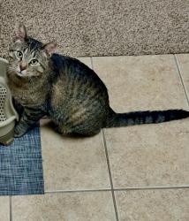 Reunited Male Cat last seen Amber Crossing Apartments, Fargo, ND 58104