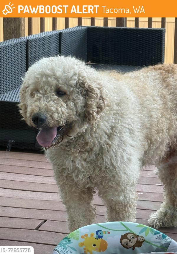 Found/Stray Male Dog last seen 52nd and norpoint, Tacoma, WA 98422