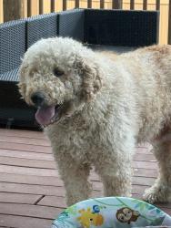 Found/Stray Male Dog last seen 52nd and norpoint, Tacoma, WA 98422