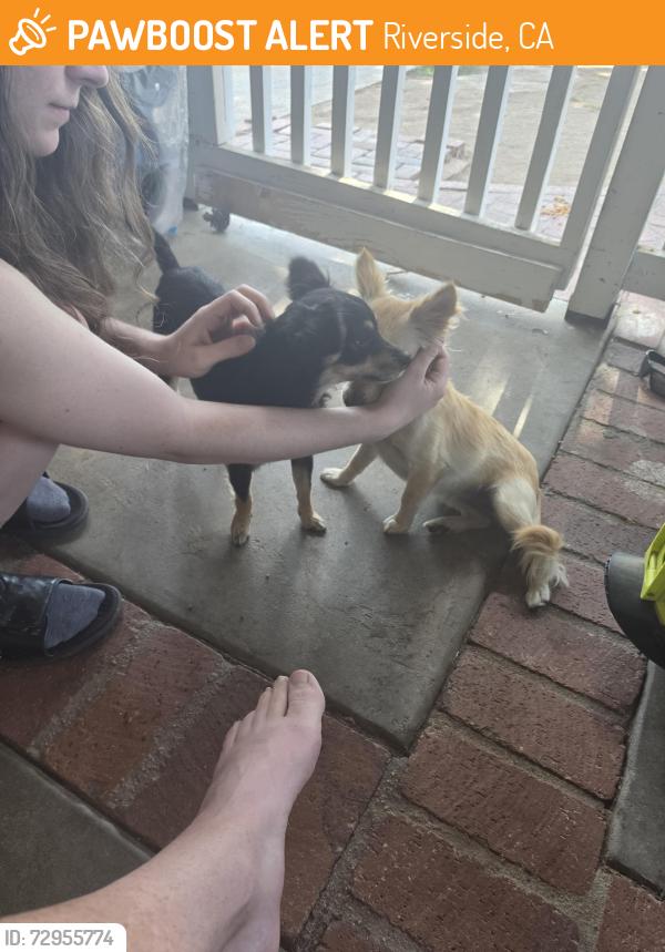 Found/Stray Female Dog last seen Arlington., Riverside, CA 92505