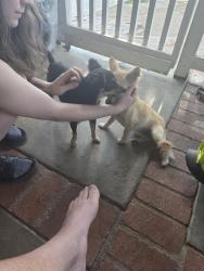 Found/Stray Female Dog last seen Arlington., Riverside, CA 92505