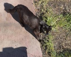 Reunited Female Cat last seen Grace Ave, Virginia Beach, VA 23451, USA, Virginia Beach, VA 23451