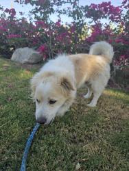 Found/Stray Male Dog last seen Dillon Road, Sky Valley, Sky Valley, CA 92276