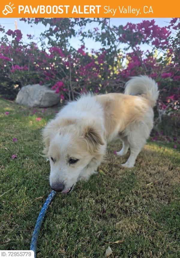 Found/Stray Male Dog last seen Dillon Road, Sky Valley, Sky Valley, CA 92276