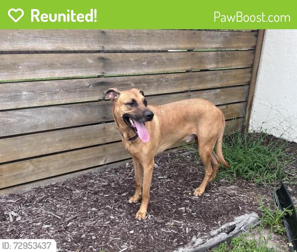 Reunited Male Dog last seen Macintosh and Linwood St, Sarasota, FL 34232