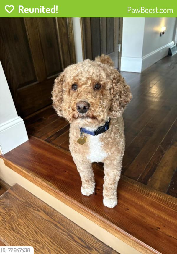 Reunited Male Dog last seen North St, Buffalo, NY 14222