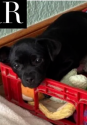 Reunited Female Dog last seen Coolwater Circle @ 740, Forney, TX 75126