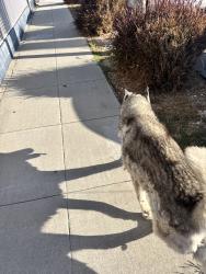 Found/Stray Unknown Dog last seen E Hill St, 21st St, Long Beach, CA 90806