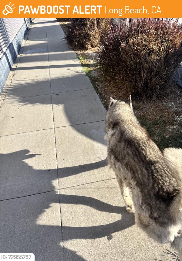Found/Stray Unknown Dog last seen E Hill St, 21st St, Long Beach, CA 90806