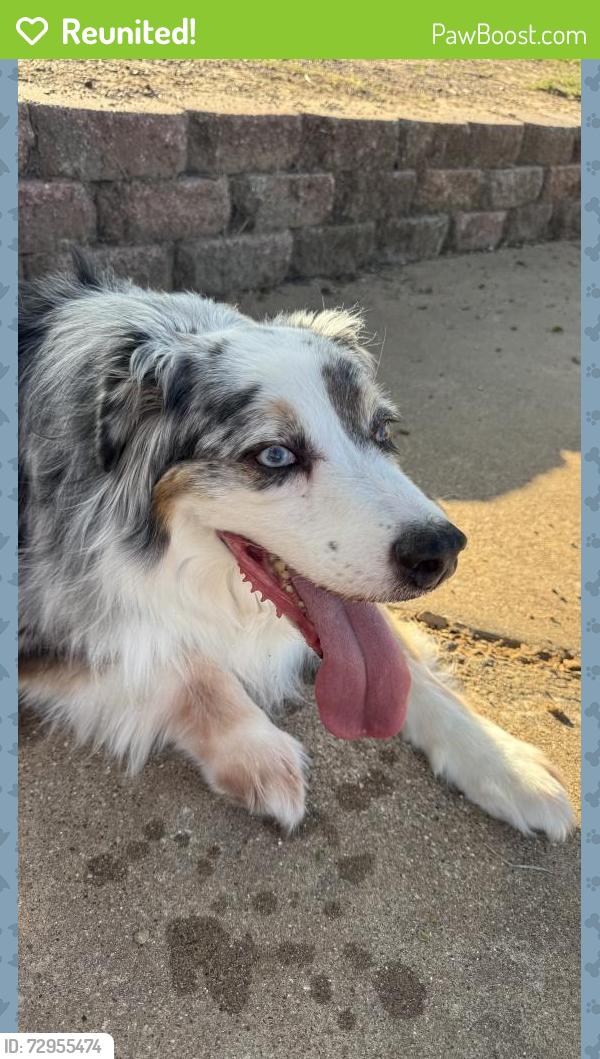Reunited Male Dog last seen Texas Star, Pipeline, Euless, TX 76040