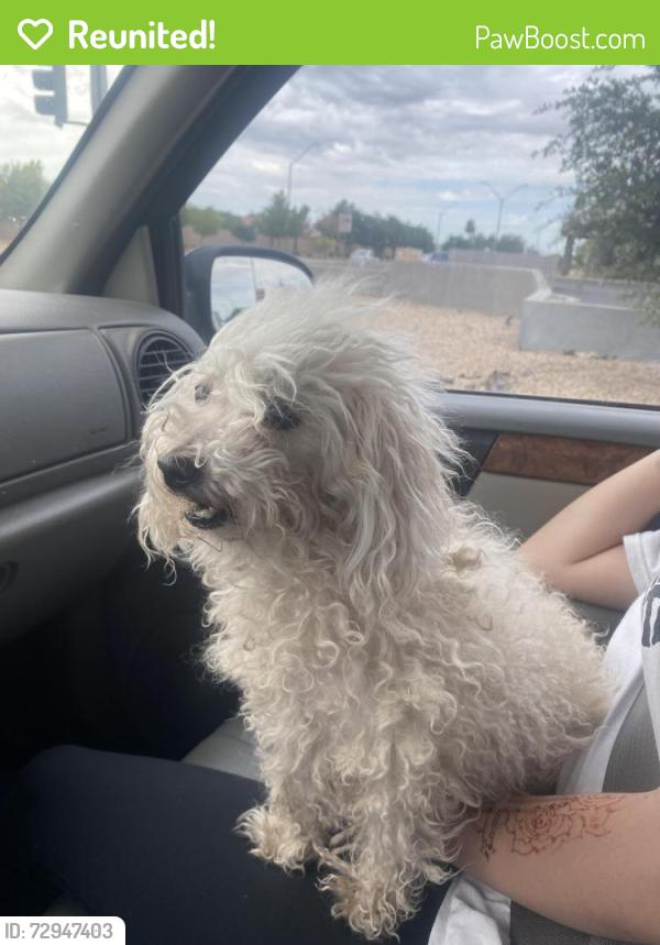 Reunited Female Dog last seen 67th and greenway , Peoria, AZ 85382