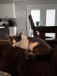 Reunited Female Cat last seen Labonte , Hope Mills, NC 28348