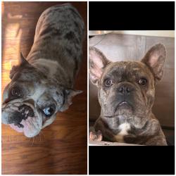 Lost Female Dog last seen middle valley elementary, Middle Valley, TN 37343