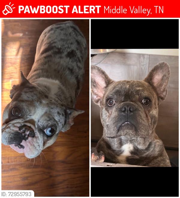 Lost Female Dog last seen middle valley elementary, Middle Valley, TN 37343