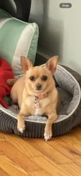 Lost Female Dog last seen Near to the hosp and schools, Stafford, VA 22554