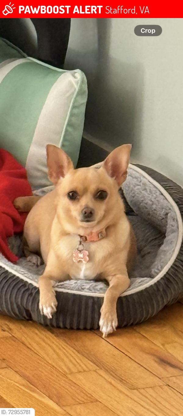 Lost Female Dog last seen Near to the hosp and schools, Stafford, VA 22554