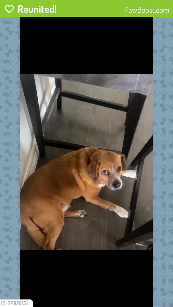 Reunited Male Dog last seen Agora park, Corinth, TX 76208
