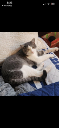 Lost Male Cat last seen Sunrise Field, Pue rd, San Antonio, TX 78245