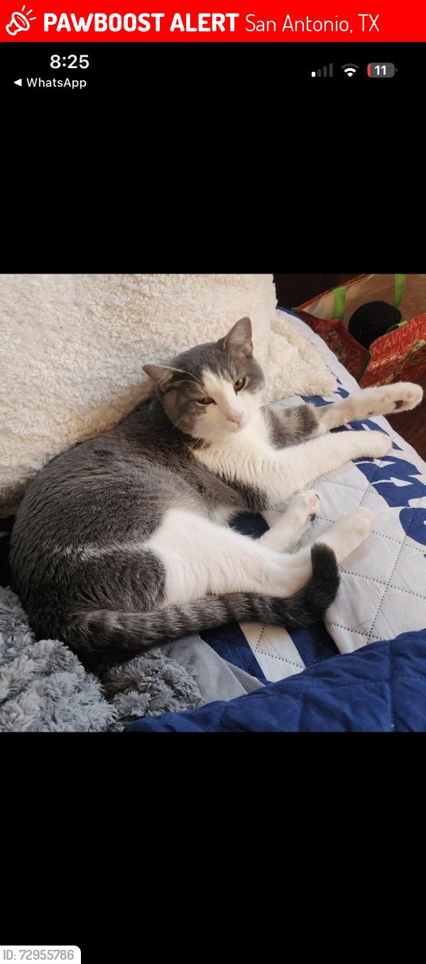 Lost Male Cat last seen Sunrise Field, Pue rd, San Antonio, TX 78245