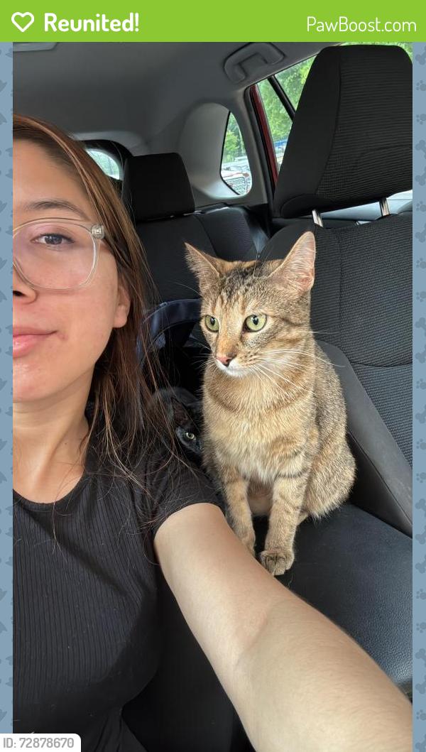 Reunited Female Cat last seen Secretarial drive by the trail , Charlotte, NC 28216
