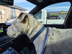 Found/Stray Male Dog last seen Canfield Park ball fields, Dalton Gardens, ID 83815