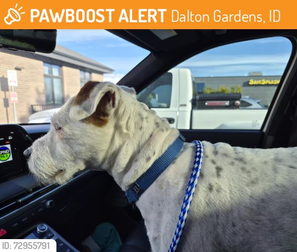 Found/Stray Male Dog last seen Canfield Park ball fields, Dalton Gardens, ID 83815