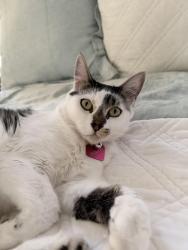 Lost Female Dog last seen West Bay Street and Thurin street , Costa Mesa, CA 92627
