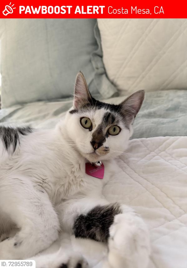 Lost Female Dog last seen West Bay Street and Thurin street , Costa Mesa, CA 92627