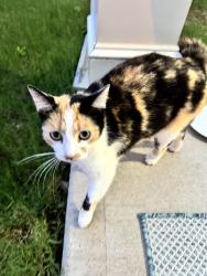 Found/Stray Female Cat last seen Brierstone Drive, 30004, Forsyth County, GA 30004