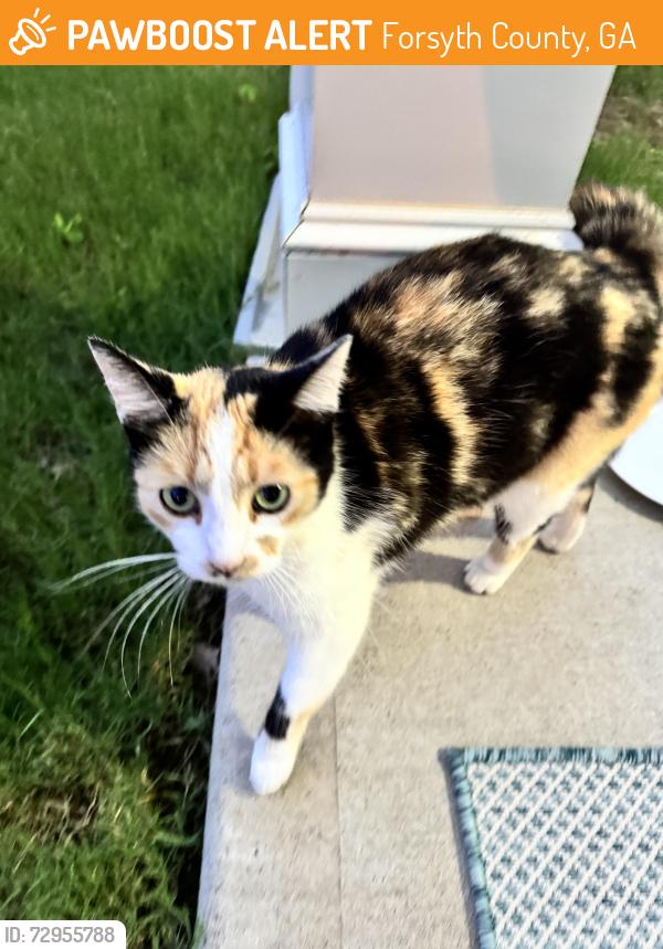 Found/Stray Female Cat last seen Brierstone Drive, 30004, Forsyth County, GA 30004