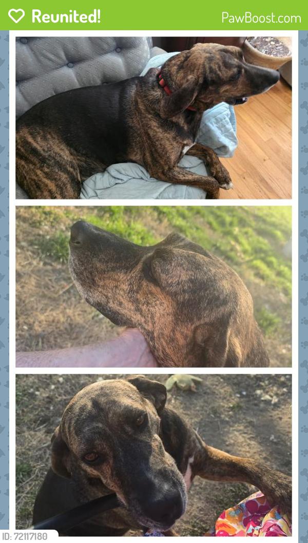 Reunited Male Dog last seen Near High Ridge Road, Kingsport, TN 37660