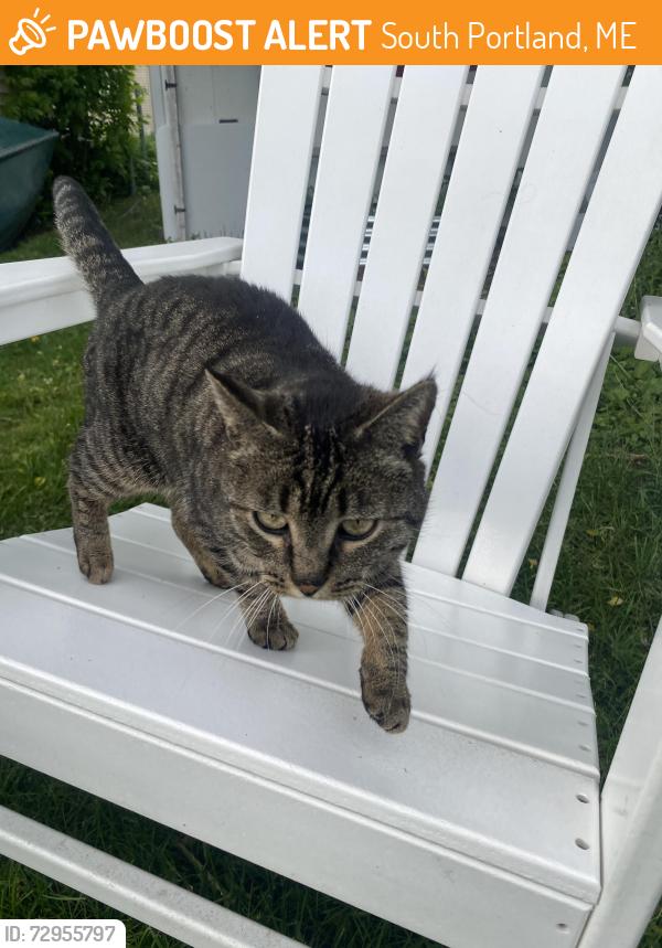Found/Stray Female Cat last seen jetport , South Portland, ME 04106