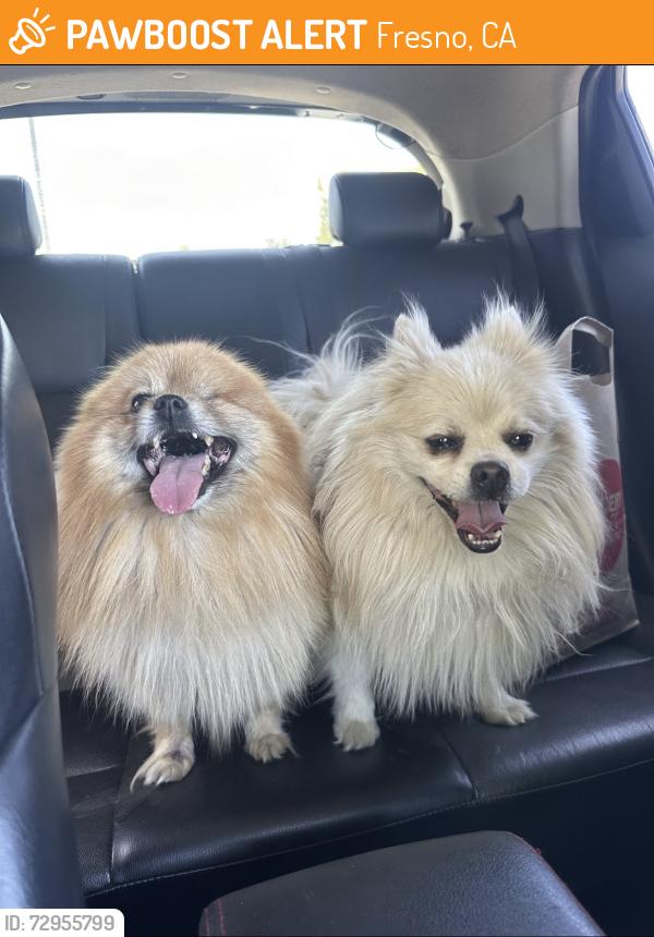 Found/Stray Unknown Dog last seen West holland ave, Fresno 93722, Fresno, CA 93722