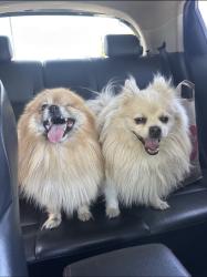 Found/Stray Unknown Dog last seen West holland ave, Fresno 93722, Fresno, CA 93722