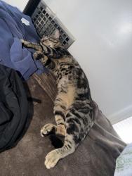 Lost Male Cat last seen By little Caesar , Santa Maria, CA 93454