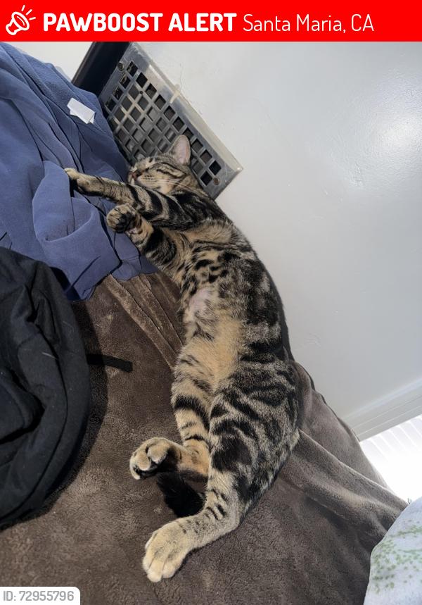 Lost Male Cat last seen By little Caesar , Santa Maria, CA 93454