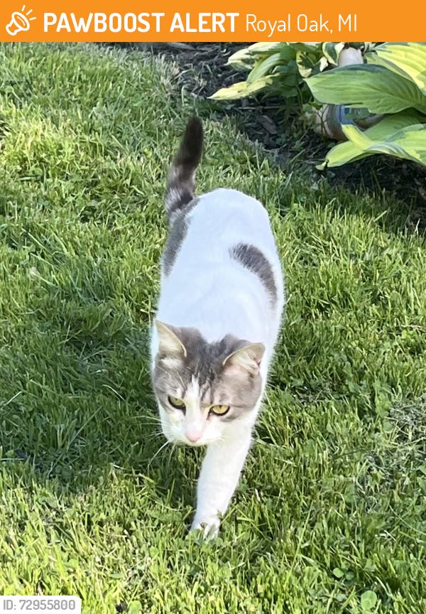 Found/Stray Female Cat last seen 12 Mile Rd and Woodward Avenue, Royal Oak, MI 48073