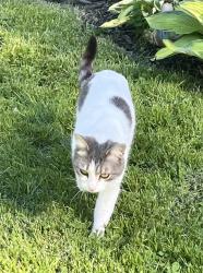 Found/Stray Female Cat last seen 12 Mile Rd and Woodward Avenue, Royal Oak, MI 48073
