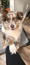 Reunited Female Dog last seen Mollys Backbone Rd, Lake Norman of Catawba, NC 28673