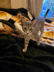 Reunited Female Cat last seen Lake arrowhead ests , Lake Arrowhead, CA 92352