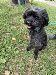 Reunited Male Dog last seen McGregor Rd, Winston-Salem, NC 27103, USA, Winston-Salem, NC 27103
