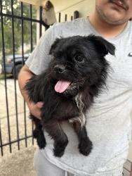 Found/Stray Female Dog last seen Highsprings Drive, Oak Creek Village, TX 77068