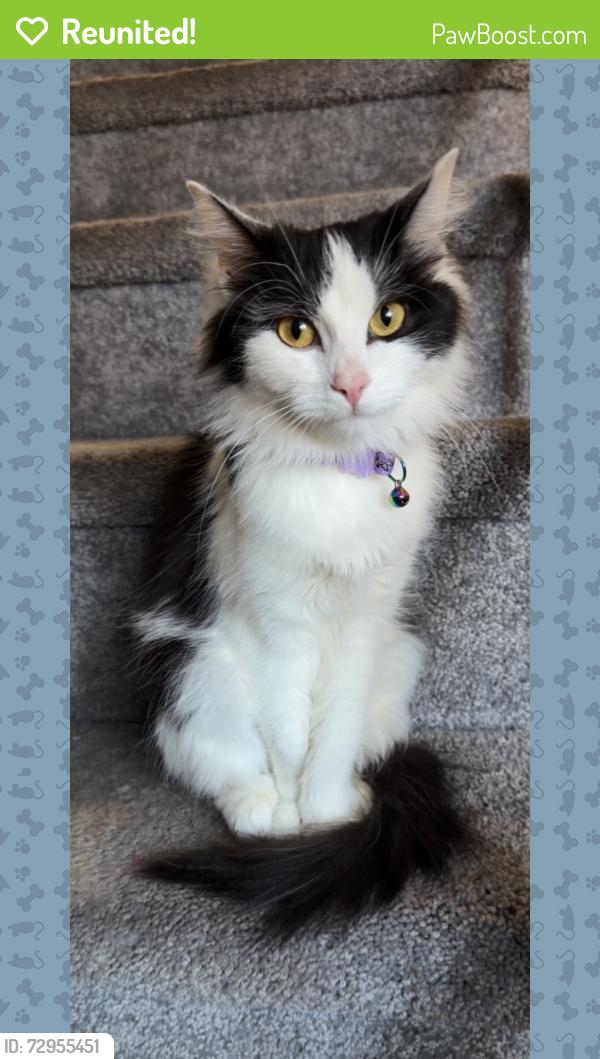 Reunited Female Cat last seen Ditman, St Huberts, Philadelphia, PA 19136