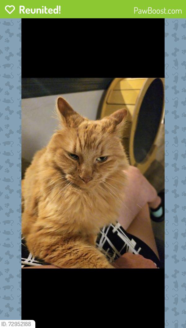 Reunited Male Cat last seen Ranch and jason, Port Richey, FL 34668