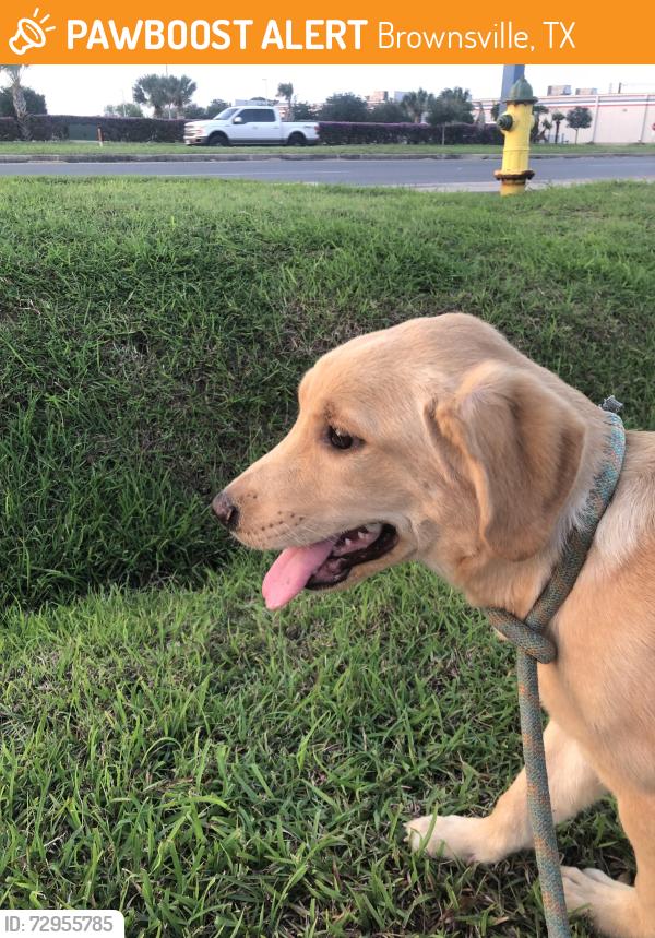 Found/Stray Male Dog last seen Near Heart Street - Townplace suites, Brownsville, TX 78520