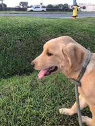 Found/Stray Male Dog last seen Near Heart Street - Townplace suites, Brownsville, TX 78520