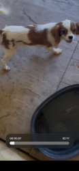 Lost Female Dog last seen 45th Ave and orangewood, Glendale, AZ 85301