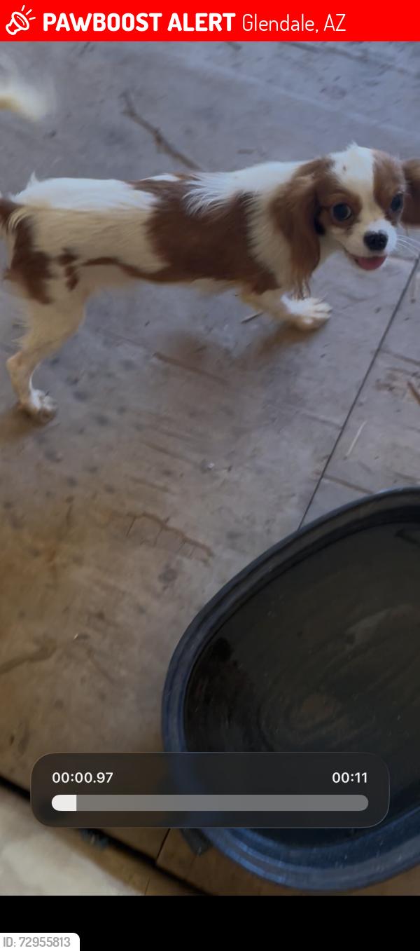Lost Female Dog last seen 45th Ave and orangewood, Glendale, AZ 85301